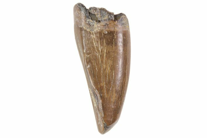 Albertosaurus Premax Tooth - Alberta (Disposition #-) #67611